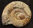 GRAMMOCERAS THOUARENSE - COTSWOLD CEPHALOPOD BED, GLOUCESTERSHIRE.