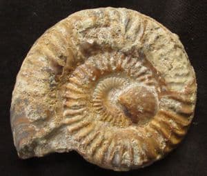 GRAMMOCERAS THOUARENSE - COTSWOLD CEPHALOPOD BED, GLOUCESTERSHIRE.