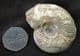 GRAPHOCERAS ACRITENSIS - JURASSIC, DORSET.