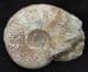 GRAPHOCERAS ACRITENSIS - JURASSIC, DORSET.