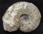GRAPHOCERAS ACRITENSIS - JURASSIC, DORSET.