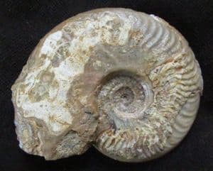GRAPHOCERAS ACRITENSIS - JURASSIC, DORSET.