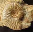 GRAPHOCERAS CONCAVUM - JURASSIC, DORSET.