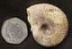 GRAPHOCERAS DECORUM - JURASSIC, DORSET.