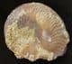 GRAPHOCERAS DECORUM - JURASSIC, DORSET.