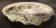 GRAPHOCERAS DECORUM - JURASSIC, DORSET.