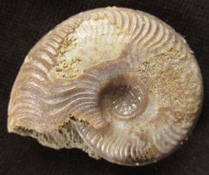 GRAPHOCERAS DECORUM - JURASSIC, DORSET.