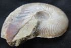 GRAPHOCERAS FORMOSUM - JURASSIC, DORSET.