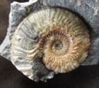 GRAPHOCERAS (LUDWIGELLA) ATTENUATUM- JURASSIC, SKYE.