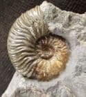 GRAPHOCERAS OBTUSIFORMIS - JURASSIC, SKYE.