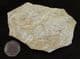 GROUP OF 5 BRITTLESTARS - JURASSIC, BAVARIA, GERMANY.