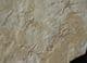 GROUP OF 5 BRITTLESTARS - JURASSIC, BAVARIA, GERMANY.