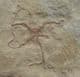 GROUP OF 5 BRITTLESTARS - JURASSIC, BAVARIA, GERMANY.
