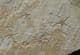 GROUP OF 5 BRITTLESTARS - JURASSIC, BAVARIA, GERMANY.