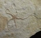 GROUP OF 5 BRITTLESTARS - JURASSIC, BAVARIA, GERMANY.