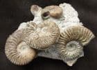 GROUP OF 5 LUDWIGIAS - JURASSIC, SKYE.