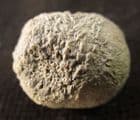 HACKBERRY SEED - OLIGOCENE, SOUTH DAKOTA.