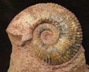 HAMMATOCERAS INSIGNE - JURASSIC, GERMANY.