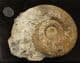HAMMATOCERAS INSIGNOIDES - JURASSIC, FRANCE.