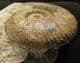 HAMMATOCERAS INSIGNOIDES - JURASSIC, FRANCE.
