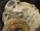 HAMMATOCERAS INSIGNOIDES - JURASSIC, FRANCE.