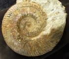 HAMMATOCERAS INSIGNOIDES - JURASSIC, FRANCE.