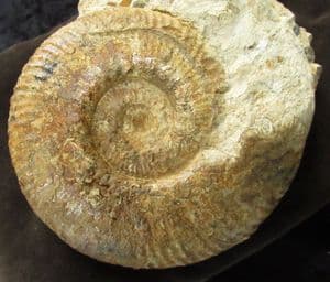 HAMMATOCERAS INSIGNOIDES - JURASSIC, FRANCE.