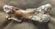 HARP SEAL HUMERUS - PLEISTOCENE, NORTH SEA.
