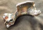 HARP SEAL HUMERUS - PLEISTOCENE, NORTH SEA.