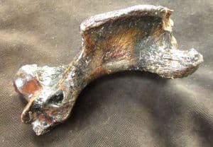 HARP SEAL HUMERUS - PLEISTOCENE, NORTH SEA.