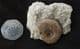 HARPOCERAS SERPENTIANUM - JURASSIC, NORTHAMPTONSHIRE.