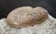 HARPOCERAS SERPENTIANUM - JURASSIC, NORTHAMPTONSHIRE.