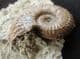 HARPOCERAS SERPENTIANUM - JURASSIC, NORTHAMPTONSHIRE.