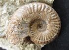 HARPOCERAS SERPENTIANUM - JURASSIC, NORTHAMPTONSHIRE.