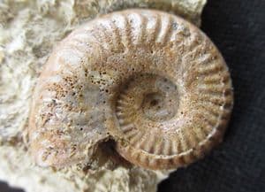 HARPOCERAS SERPENTIANUM - JURASSIC, NORTHAMPTONSHIRE.