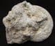 HARPOCERAS SHOWING 2 BITE MARKS - JURASSIC, SOMERSET.