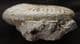 HARPOCERAS SHOWING 2 BITE MARKS - JURASSIC, SOMERSET.