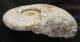 HARPOCERAS SHOWING 2 BITE MARKS - JURASSIC, SOMERSET.