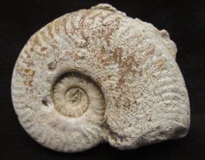 HARPOCERAS SHOWING 2 BITE MARKS - JURASSIC, SOMERSET.