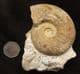 HAUGIA ILLUSTRIS - JURASSIC, FRANCE.
