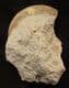 HAUGIA ILLUSTRIS - JURASSIC, FRANCE.