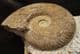 HAUGIA ILLUSTRIS - JURASSIC, FRANCE.