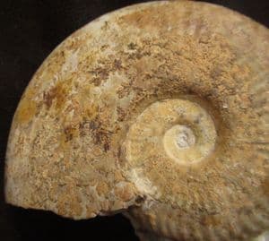 HAUGIA ILLUSTRIS - JURASSIC, FRANCE.