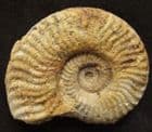 HAUGIA VARIABILIS - JURASSIC, SOMERSET.