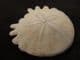 HELIOPHORA ORBICULARIS - PLIOCENE, MOROCCO.