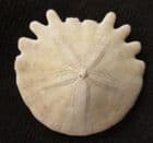 HELIOPHORA ORBICULARIS - PLIOCENE, MOROCCO.