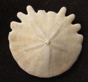HELIOPHORA ORBICULARIS - PLIOCENE, MOROCCO.