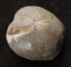 HETERASTER TEXANUS - CRETACEOUS, TEXAS.