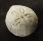 HETEROSPATANGUS LEBVREI - UPPER MIOCENE, JAVA.