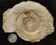 HILDAITES MURLEYI - JURASSIC, SOMERSET.